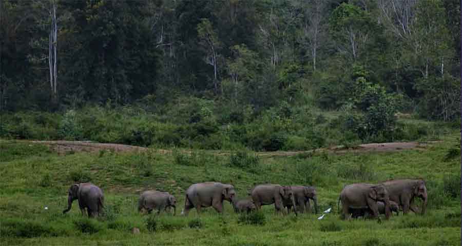 ELEPHANT IN THE ROOM